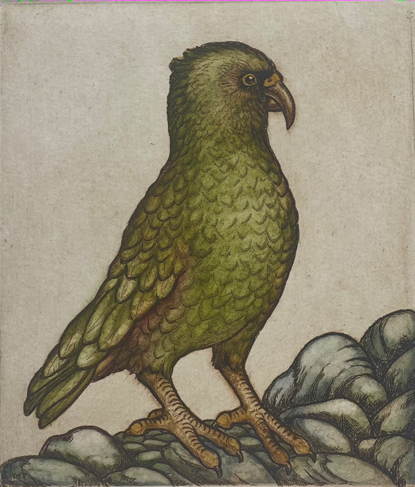 Kea, Mountain Parrot